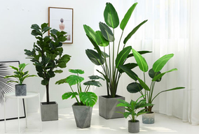 選擇綠植租擺為何比買(mǎi)綠植合適呢？